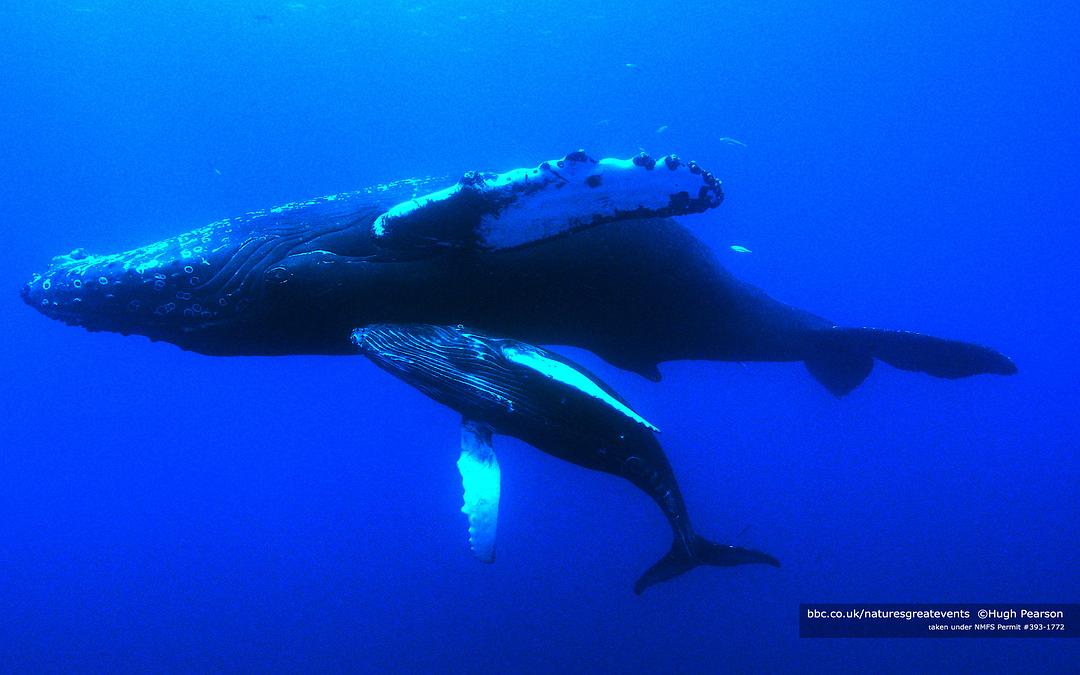 自然界大事件Nature’s Great Events(2009)插图1%4K电影下载_3D影视资源_杜比视界迅雷下载