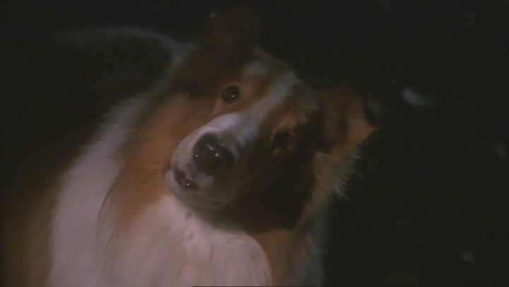 新灵犬莱西Lassie(1994)插图1%4K电影下载_3D影视资源_杜比视界迅雷下载