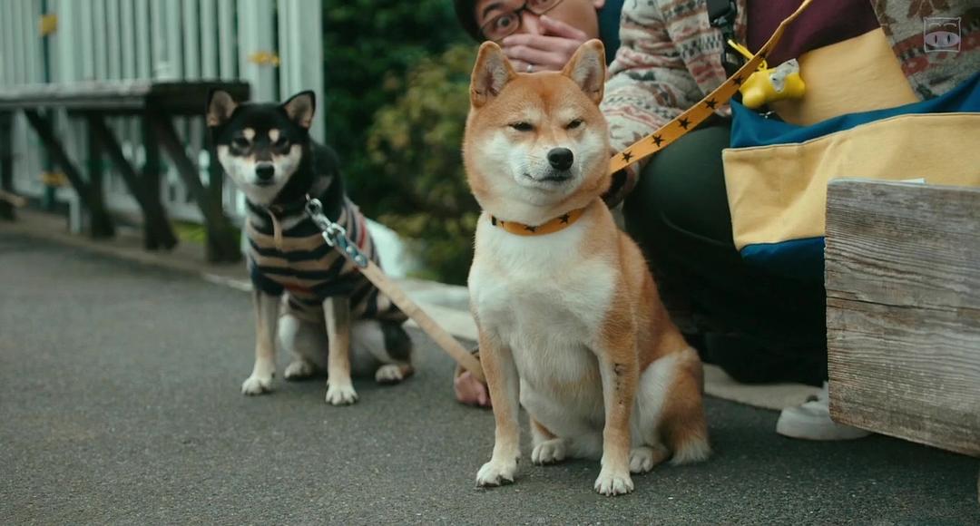 柴犬公园Shiba Park(2019)插图2%4K电影下载_3D影视资源_杜比视界迅雷下载