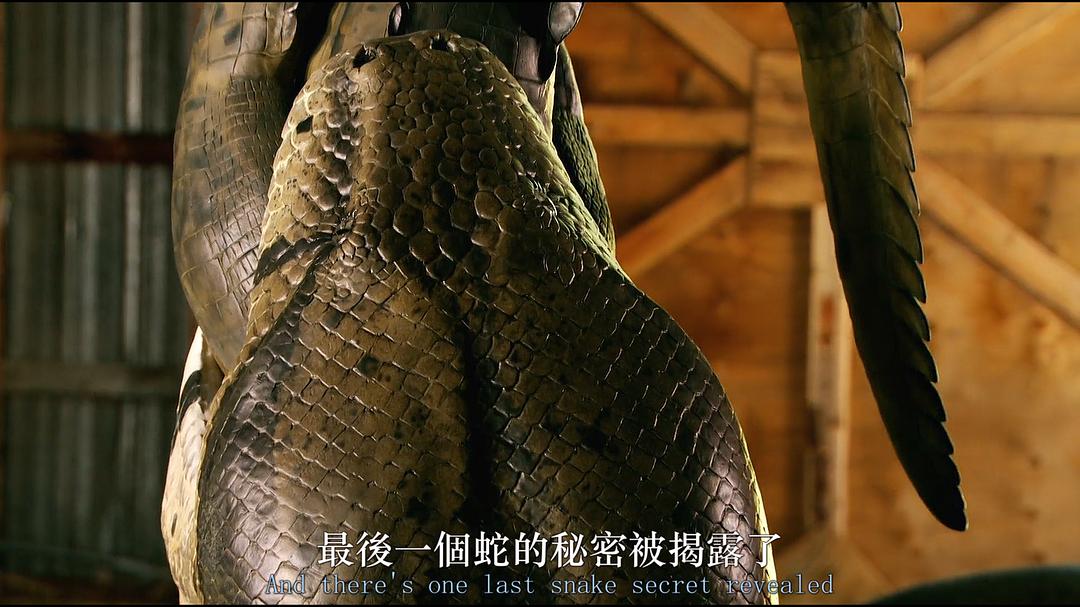 泰坦巨蟒Titanoboa: Monster Snake(2012)插图2%4K电影下载_3D影视资源_杜比视界迅雷下载