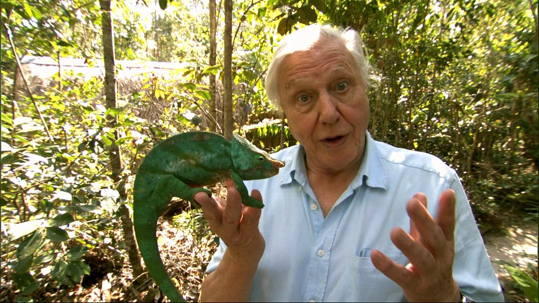 爱登堡与巨蛋"Madagascar" Attenborough and the Giant Egg(2011)插图1%4K电影下载_3D影视资源_杜比视界迅雷下载