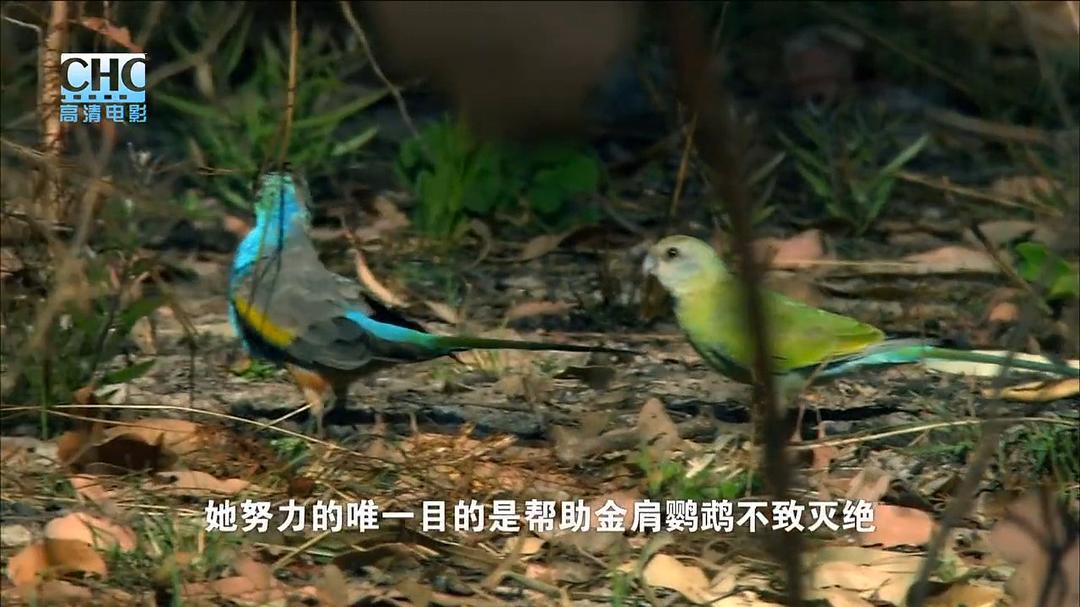 澳洲野生鹦鹉Australia: Land of Parrots(2008)插图2%4K电影下载_3D影视资源_杜比视界迅雷下载