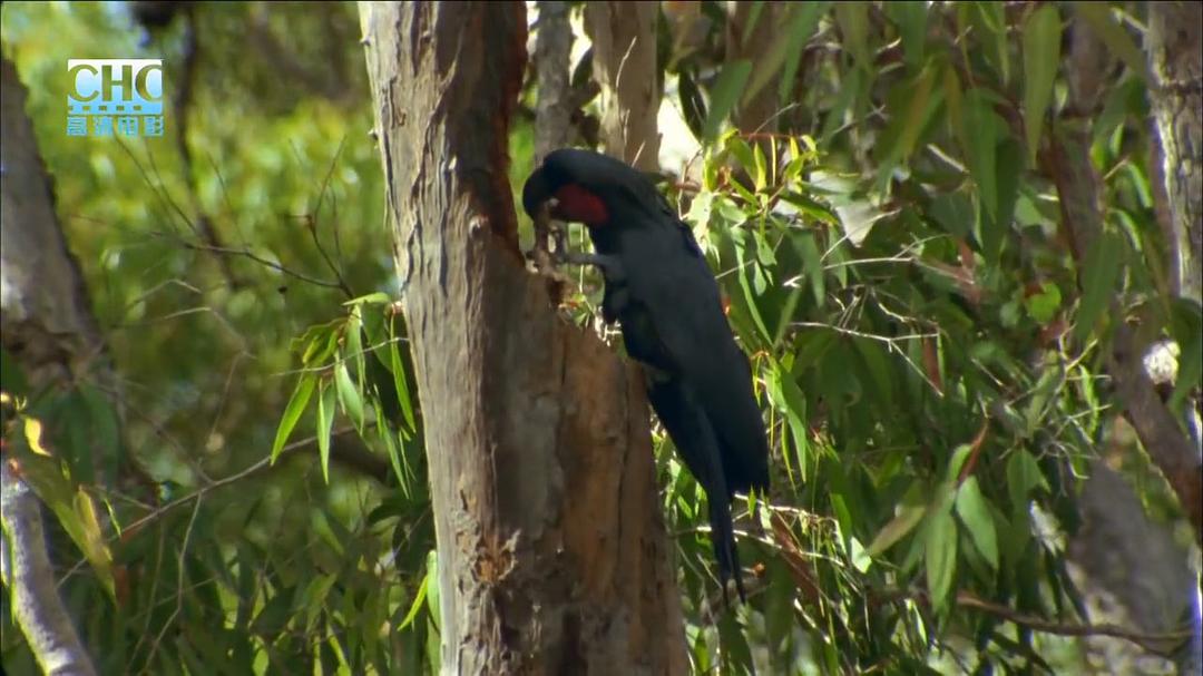 澳洲野生鹦鹉Australia: Land of Parrots(2008)插图1%4K电影下载_3D影视资源_杜比视界迅雷下载