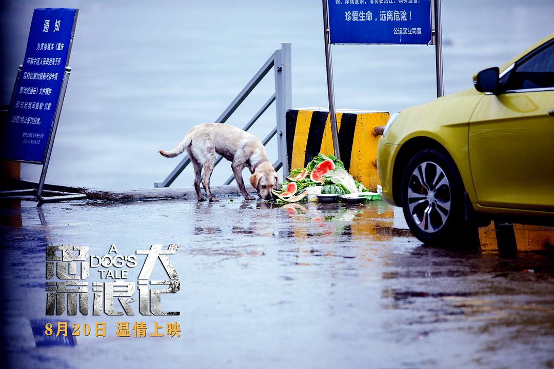 忠犬流浪记A Dog’s Tale(2021)插图2%4K电影下载_3D影视资源_杜比视界迅雷下载