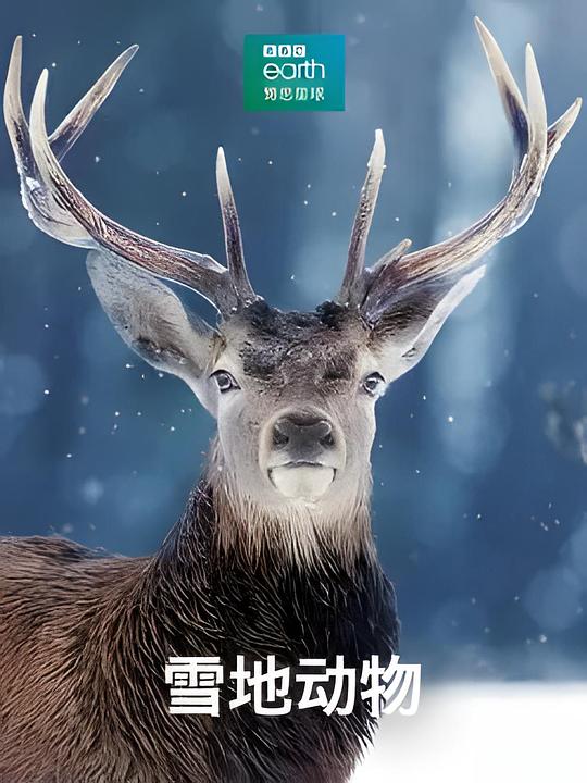 雪地动物Snow Animals(2019)插图%4K电影下载_3D影视资源_杜比视界迅雷下载