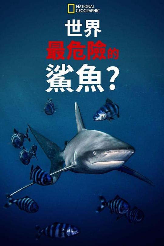 世上最危险的鲨鱼？World’s Most Dangerous Shark?(2021)插图%4K电影下载_3D影视资源_杜比视界迅雷下载