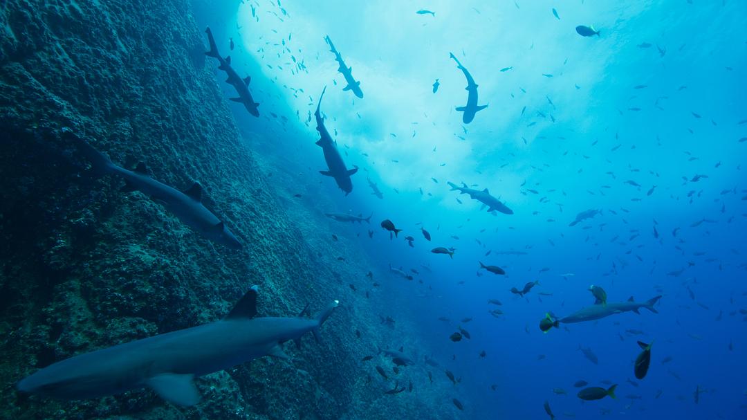 我们的海洋Our Oceans(2024)插图1%4K电影下载_3D影视资源_杜比视界迅雷下载