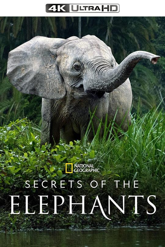 SecretsSecrets of the Elephants(2023)插图%4K电影下载_3D影视资源_杜比视界迅雷下载