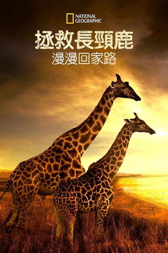 营救长颈鹿之漫漫归途Saving Giraffes: The Long Journey Home(2022)插图%4K电影下载_3D影视资源_杜比视界迅雷下载