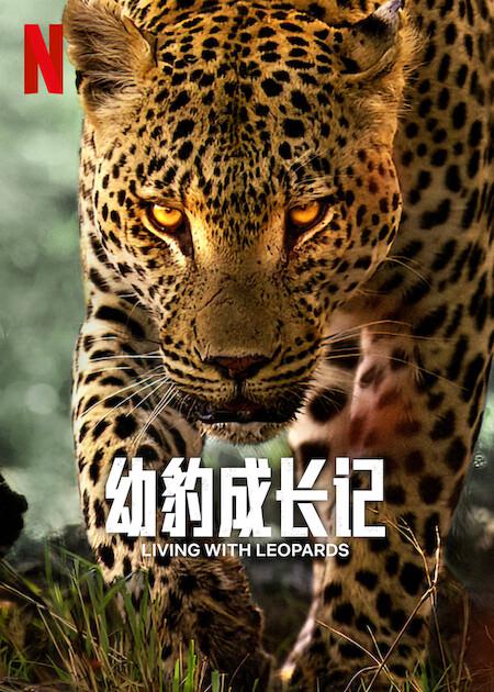 豹崽同行Living with Leopards(2024)插图%4K电影下载_3D影视资源_杜比视界迅雷下载