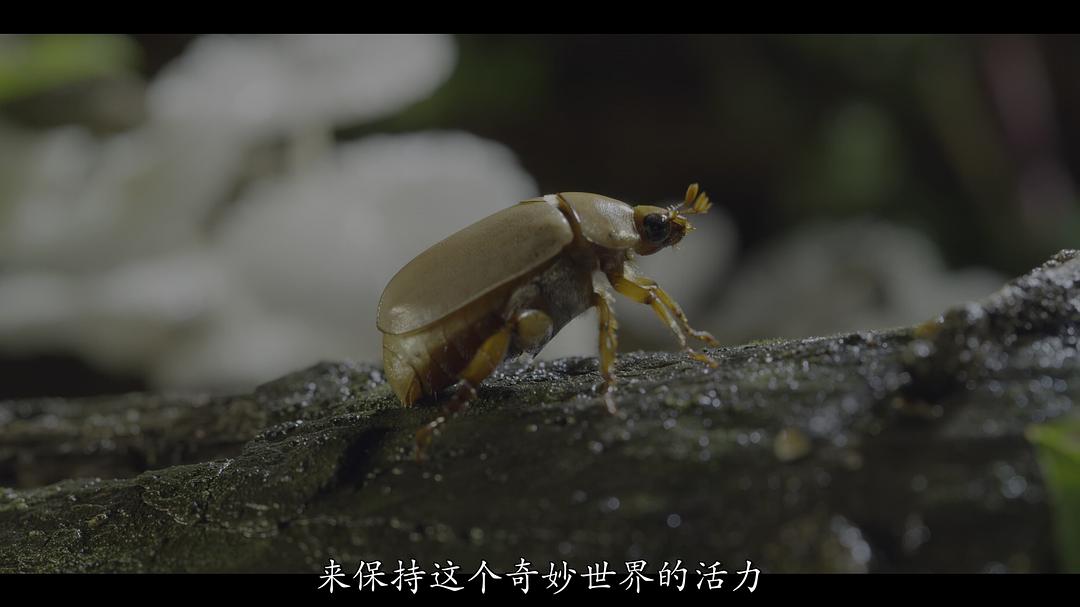 虫虫历险记A Real Bug’s Life(2024)插图2%4K电影下载_3D影视资源_杜比视界迅雷下载