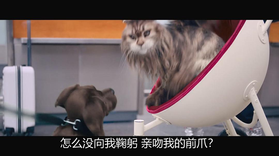 Chien et ChatChien et chat(2024)插图1%4K电影下载_3D影视资源_杜比视界迅雷下载