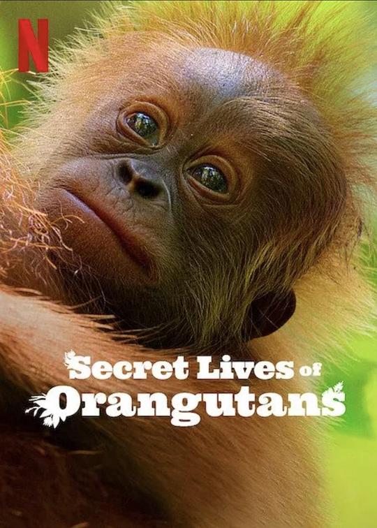 红毛猩猩的秘密生活Secret Lives of Orangutans(2024)插图%4K电影下载_3D影视资源_杜比视界迅雷下载