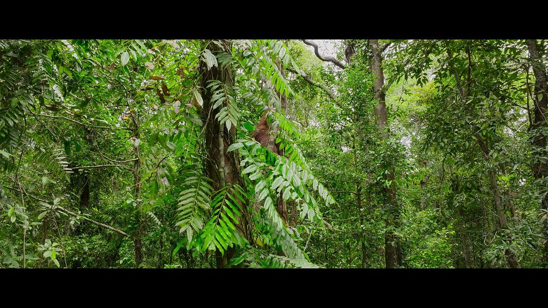 红毛猩猩的秘密生活Secret Lives of Orangutans(2024)插图1%4K电影下载_3D影视资源_杜比视界迅雷下载